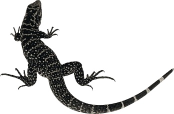 Image of a Monitor Lizard | Oraan Hygiene